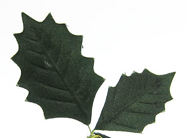 Ilexblätter 12er Bund dunkelgrün